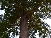 樹齢1000余年の巨木「三光の杉」（市の天然記念物）